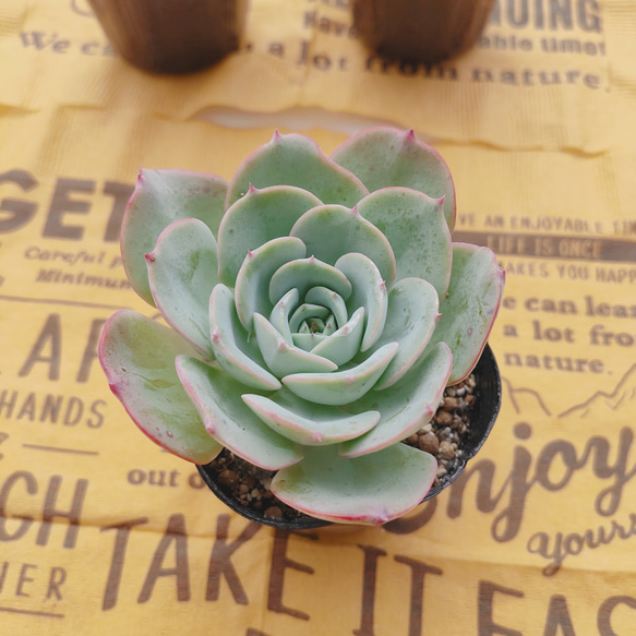 多肉植物 ピーチスアンクリーム 抜き苗 多肉植物 ピーチスアンクリーム