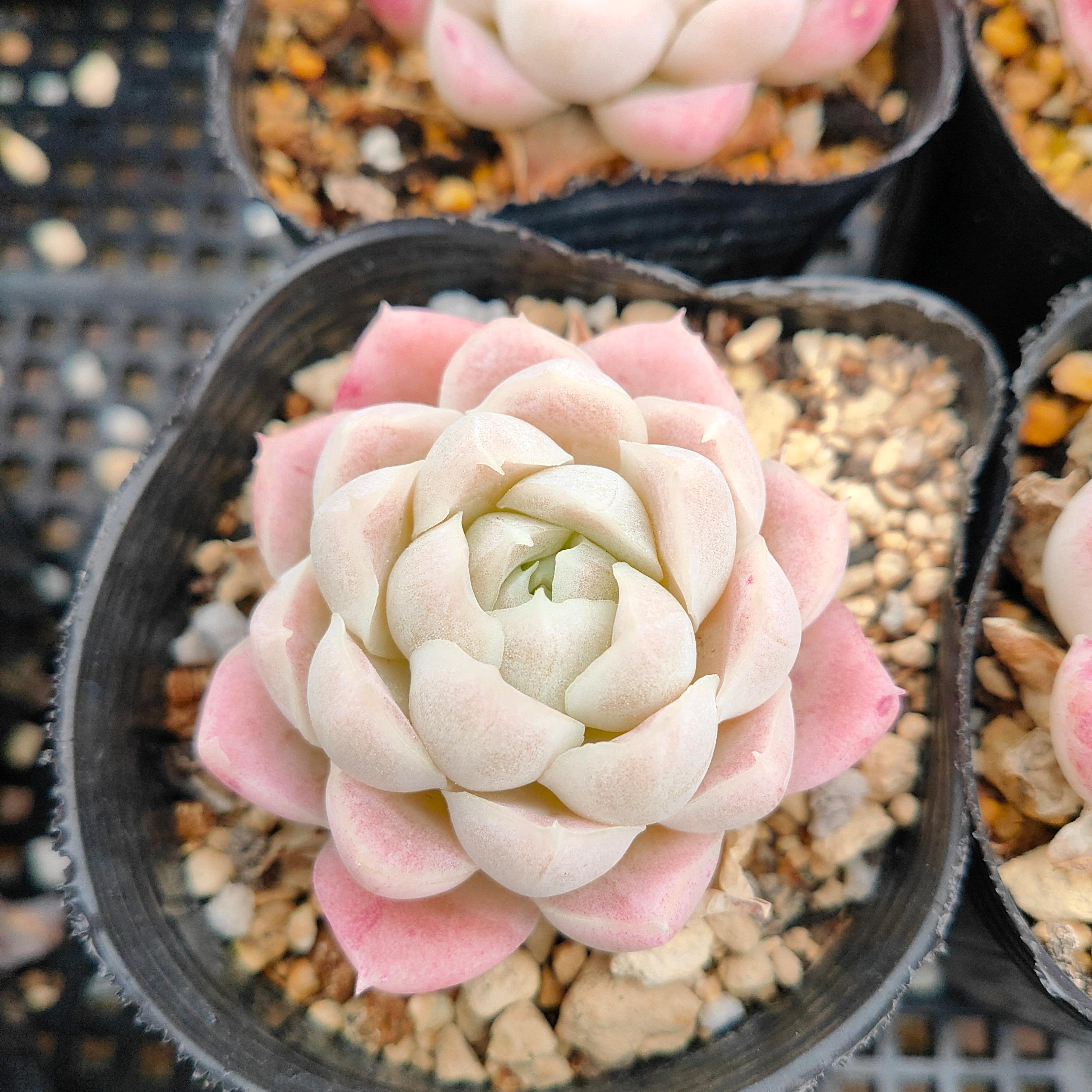多肉植物 ヒューミリス　抜き苗　大和高原の多肉屋 多肉植物 ヒューミリス 抜き苗 大和高原の多肉屋 【公式通販】