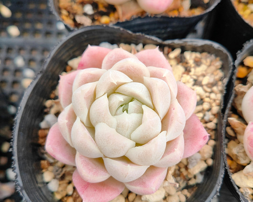 送料込み*ヒューミリス* 多肉植物 多肉植物 ODECO 通販 12211374