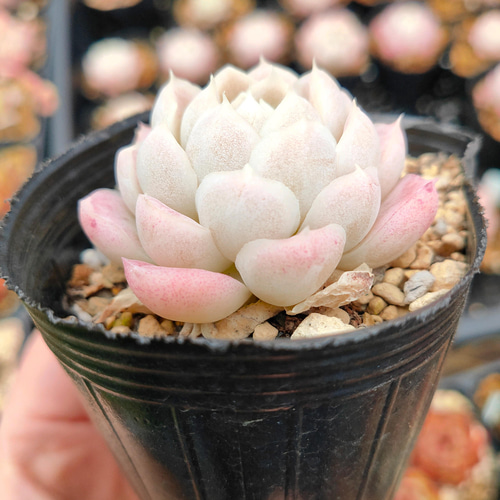 送料込み*ヒューミリス* 多肉植物 多肉植物 ODECO 通販 12211374