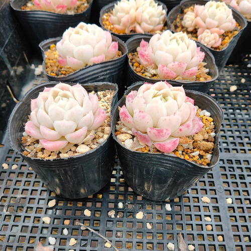 送料込み*ヒューミリス* 多肉植物 多肉植物 ODECO 通販 12211374