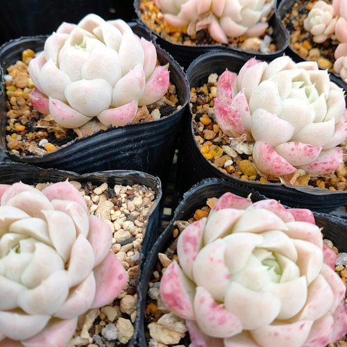 送料込み*ヒューミリス* 多肉植物 多肉植物 ODECO 通販 12211374