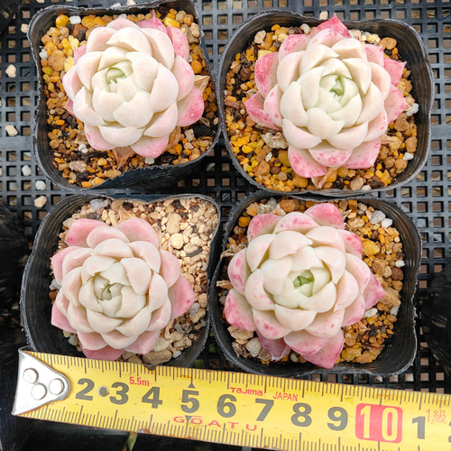 多肉☆ヒューミリス・微根 多肉植物 ヒューミリス 群生 新入荷 るる農園 | るる農園~多肉植物専門