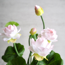 【蓮】setコロンと丸いゴールドフラワーベースアレンジ 5枚目の画像