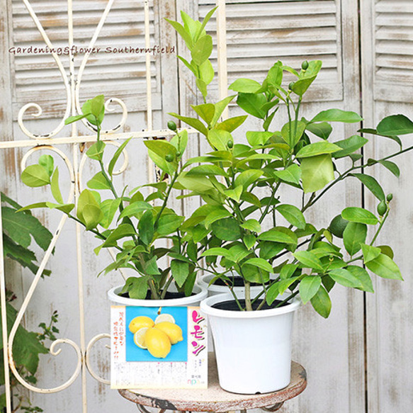 ◾️レモンの木☆ 実付き 大実レモン「ビアフランカ」 栽培しやすい”とげ無しレモン