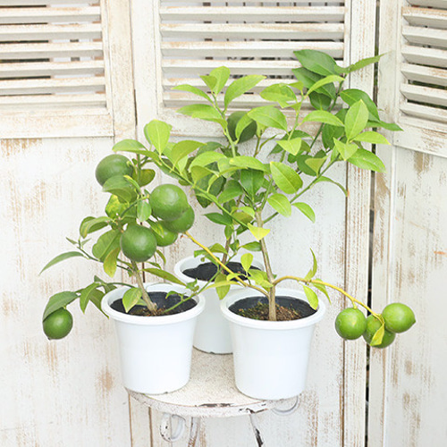 レモンの木　リスボン　実つき　ボリューム株　 樹形抜群の大株 レモンの木 リスボン 実つき ボリューム株 樹形抜群の大株 果樹苗 実