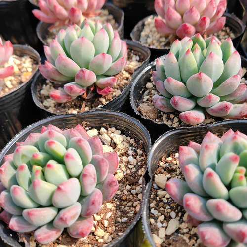 送料込み*ブルーエルフ* Blue Elf 多肉植物 多肉植物 ODECO 通販