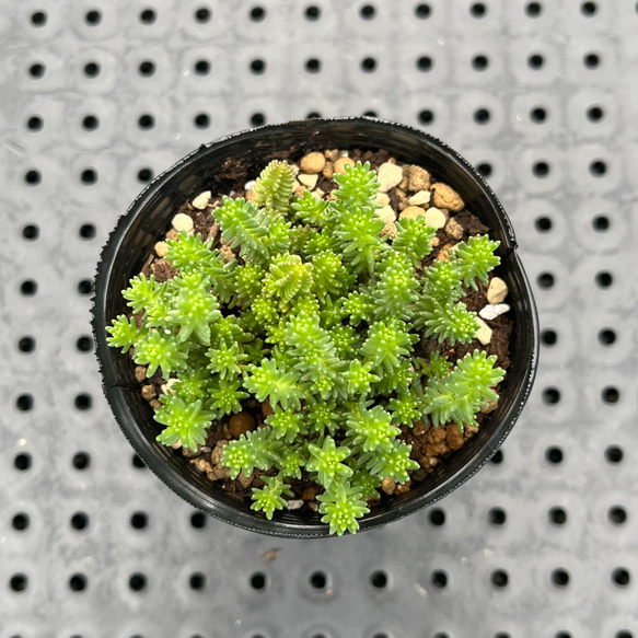 サクサグレモスグリーン　グリグリ　セダム　多肉植物 2枚目の画像