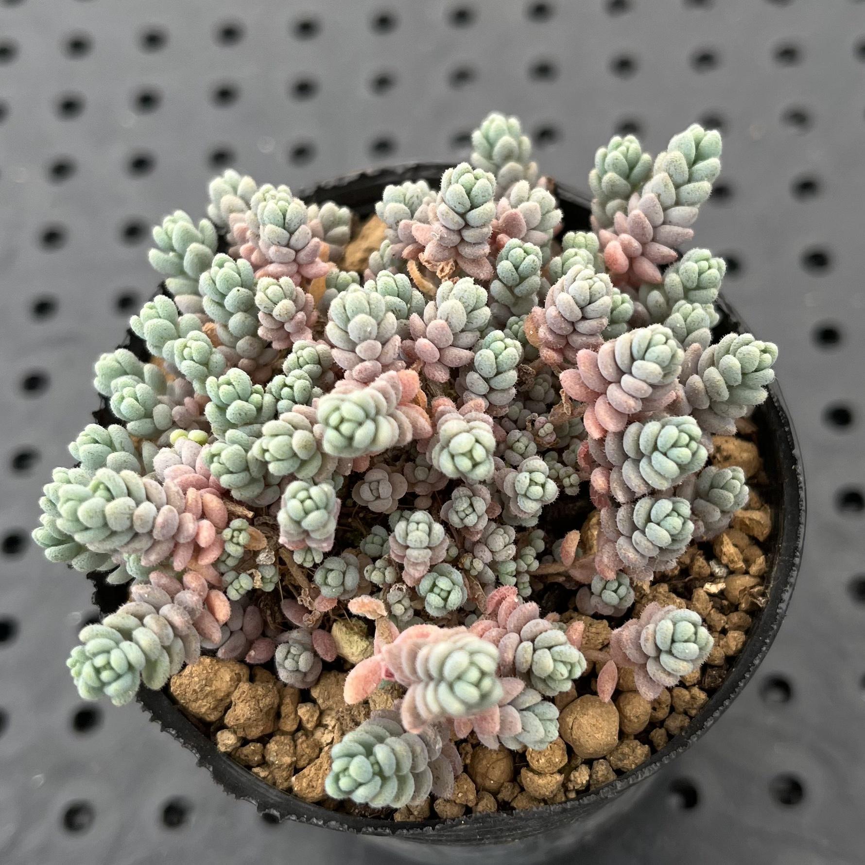 多肉植物　セダム　ダシフィルム50カット&プロリフィカ×姫秀麗8カット 増えすぎ特別価格】多肉植物セダム ダシフィルム50カット【育成