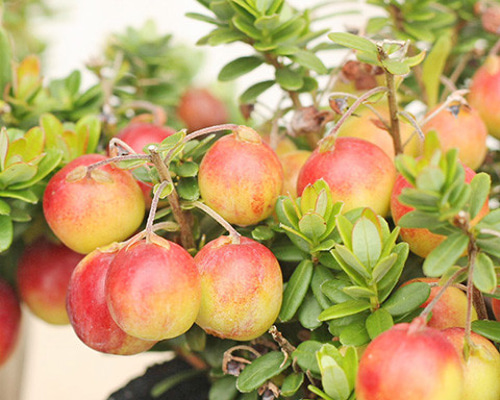 1f1b457598d2929512350667cca6ea