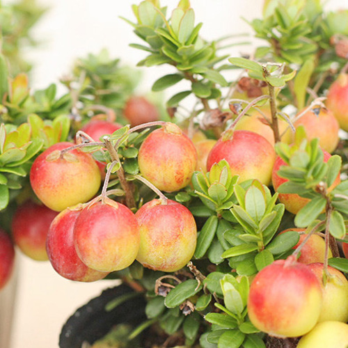 値下げ 果樹苗 クランベリー ツルコケモモ 大実 3.5号 草花 赤い実 庭