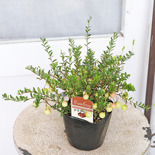 値下げ 果樹苗 クランベリー ツルコケモモ 大実 3.5号 草花 赤い実 庭