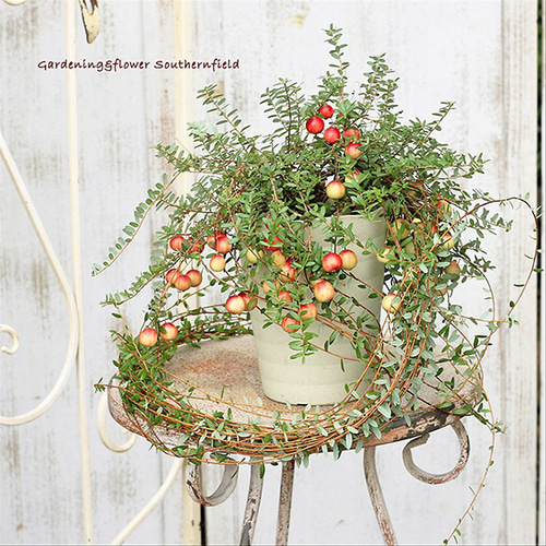 値下げ 果樹苗 クランベリー ツルコケモモ 大実 3.5号 草花 赤い