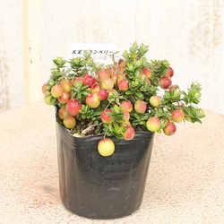 再入荷花 果樹苗 クランベリー・ツルコケモモ 大実 3号ポット 果樹 赤い実 寄せ植え 鉢植え 庭 ベランダ 4枚目の画像