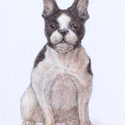 【手描き】　彩色 鉛筆画　No.2  Dog  French bulldog 3枚目の画像