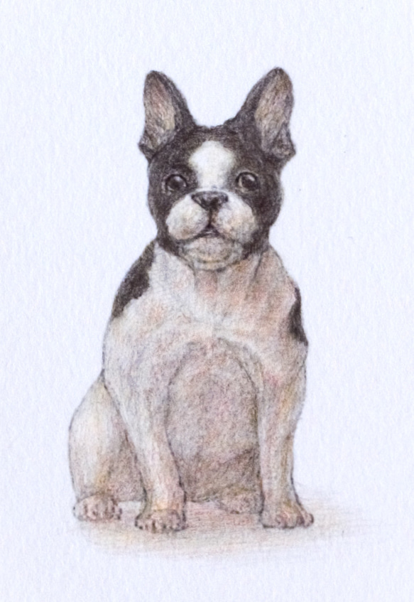 【手描き】　彩色 鉛筆画　No.2  Dog  French bulldog 3枚目の画像