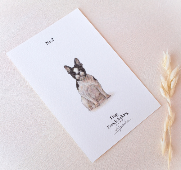 【手描き】　彩色 鉛筆画　No.2  Dog  French bulldog 2枚目の画像