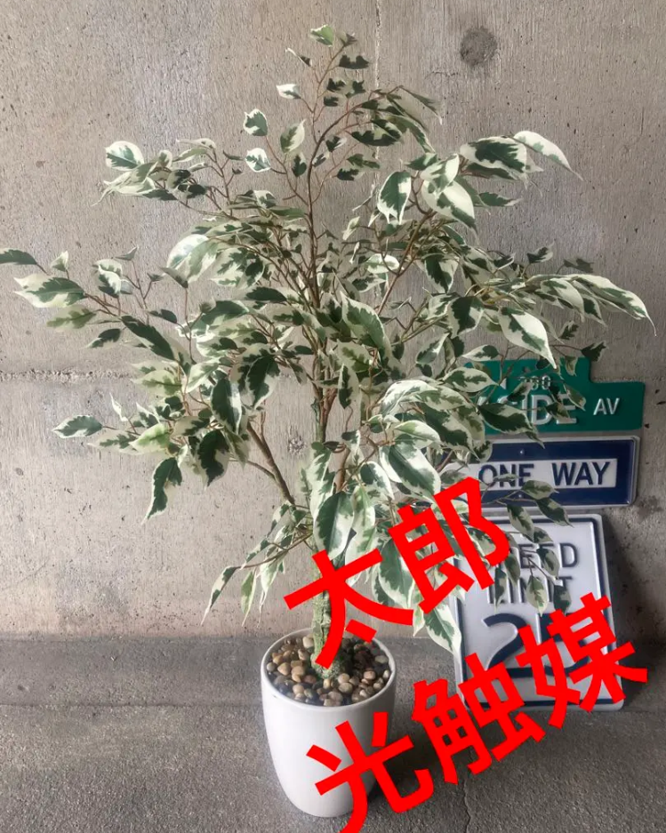 光触媒　人工観葉植物　ウォールグリーン　造花　インテリア　フィカス72