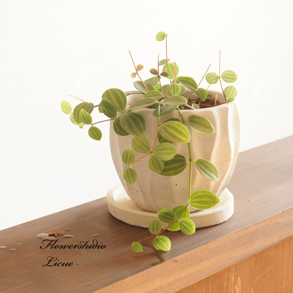 ぺぺロミア♡アングラータ♡A 【公式通販】