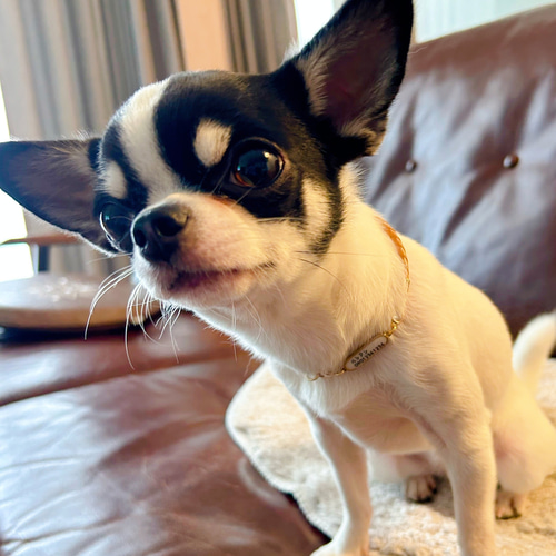 楽天市場】犬 首輪 おしゃれ 日本製 レザー 本革 チョーカー
