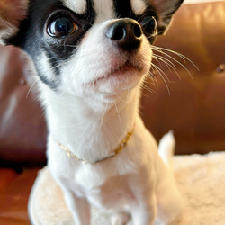 リニューアル‼️軽くて柔らか♪本革迷子札一体型シンプルチョーカー、ジルコニア付き（小型犬、中型犬専用）サイズオーダーあり 5枚目の画像