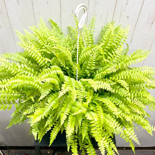 ボリューム抜群 シダ ボストンファーン 6号 吊り鉢 その他インテリア