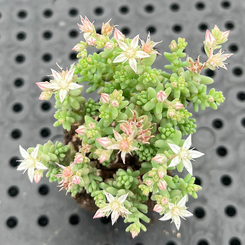 Top【選抜株】多肉植物　360462マジック　ピル　50個　プラグトレー苗 Top【選抜株】多肉植物 360463マジック ピル 32個 プラグトレー苗