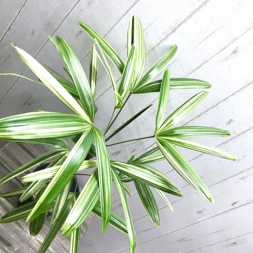 斑入り！ 観音竹 瑞晃錦 その他インテリア雑貨 PLANTS SHOP OLIVE 通販