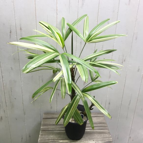 和シュロの木（30年以上継続品白黄斑入り超珍しい）（観音竹の斑入りではない） 和シュロの木（30年以上継続品白黄斑入り超珍しい）（観音竹の斑入り