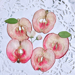 果肉も赤い 小型りんご (メイちゃんの瞳) 押しフルーツ 5枚 小さいりんご ボタニカル素材 キャンドル  レジン 1枚目の画像