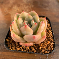 242.多肉植物 寄せ植え エケベリア属　アリエル　Echeveria 'Ariel'　抜き苗 3枚目の画像