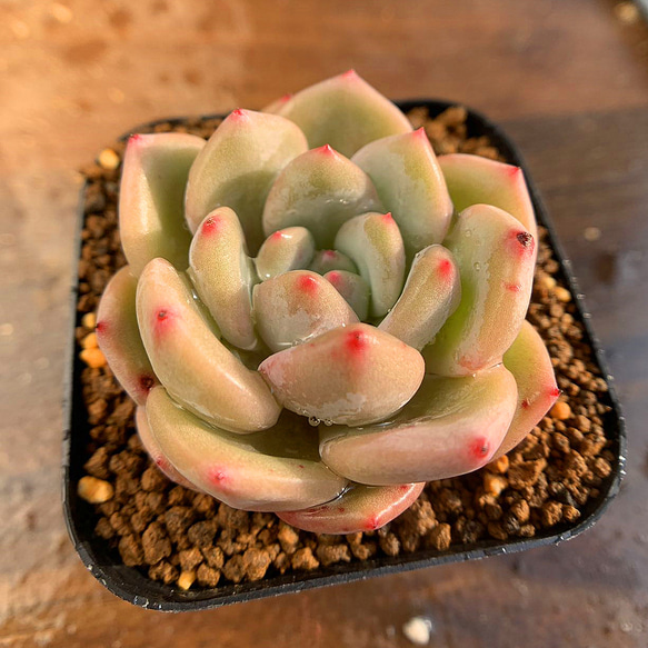 242.多肉植物 寄せ植え エケベリア属　アリエル　Echeveria 'Ariel'　抜き苗 1枚目の画像