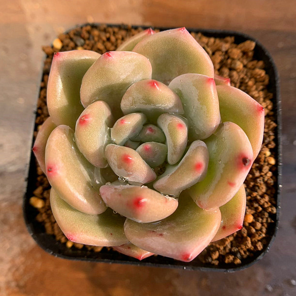 242.多肉植物 寄せ植え エケベリア属　アリエル　Echeveria 'Ariel'　抜き苗 2枚目の画像