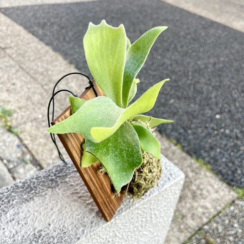 ミニサイズ ビカクシダ ネザーランド 板付け｜壁掛けで楽しむ小さな