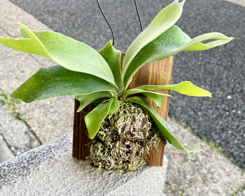 ミニサイズ ビカクシダ ネザーランド 板付け｜壁掛けで楽しむ