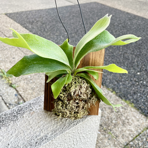 ミニサイズ ビカクシダ ネザーランド 板付け｜壁掛けで楽しむ小さな