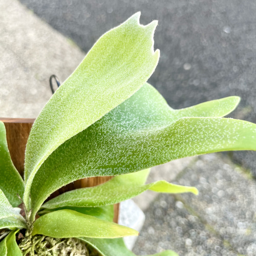 ミニサイズ ビカクシダ ネザーランド 板付け｜壁掛けで楽しむ小さな