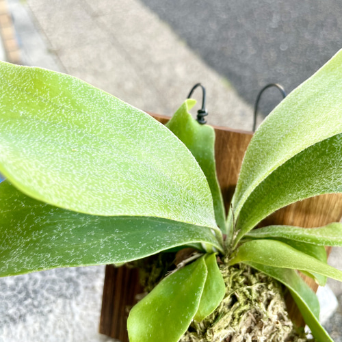 ミニサイズ ビカクシダ ネザーランド 板付け｜壁掛けで楽しむ小さな