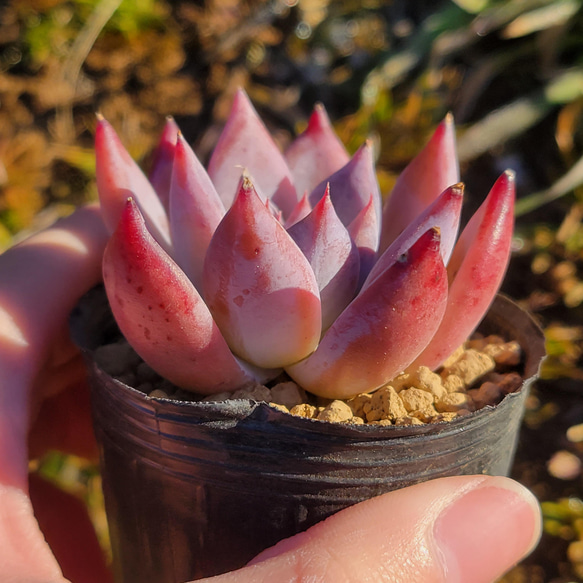 ワイルドコロラータ 多肉植物 エケベリア 3枚目の画像