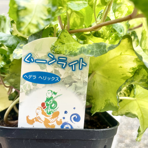 アイビー へデラ ムーンライト 3.5号 その他インテリア雑貨