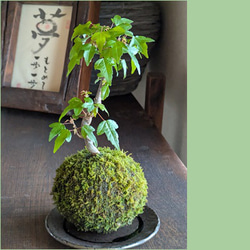 Sale☆ プンゲンストウヒ ホプシー ポット苗 鉢植え 新緑 美形