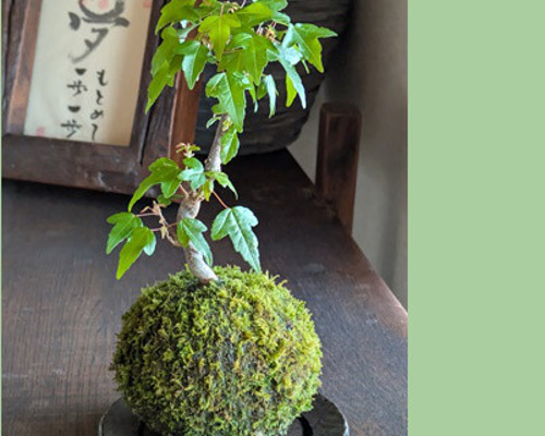 小型盆栽 苔　盆栽　盆栽鉢　かえで 楓 カエデ かえで ミニ盆栽 盆栽 豆盆栽 苔 苔玉 盆栽鉢 bonsai - メルカリ