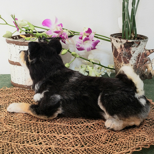 オーダー黒柴 柴犬 オーダー羊毛フェルト犬 オーダーメイド