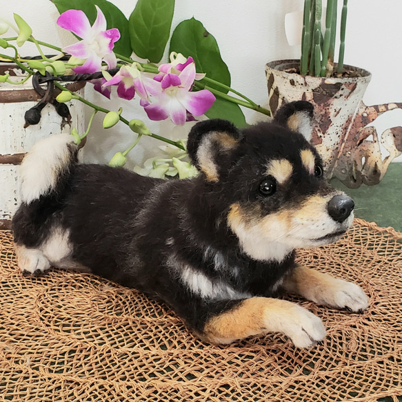 オーダー黒柴  柴犬   オーダー羊毛フェルト犬  オーダーメイド   メモリアル　ペットロス 4枚目の画像