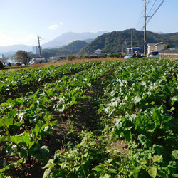 【在庫限り！】食べる輸血！貴重な国産無添加ビーツパウダー20g×1袋（送料無料、栽培期間中農薬・化学肥料不使用） 5枚目の画像