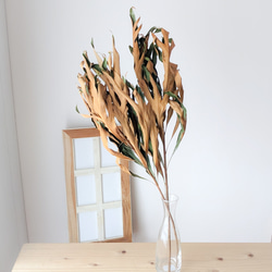 2本セット/65〜70cm程度】グレビレアゴールドドライフラワー ドライ