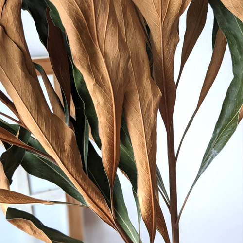 2本セット/65〜70cm程度】グレビレアゴールドドライフラワー ドライ