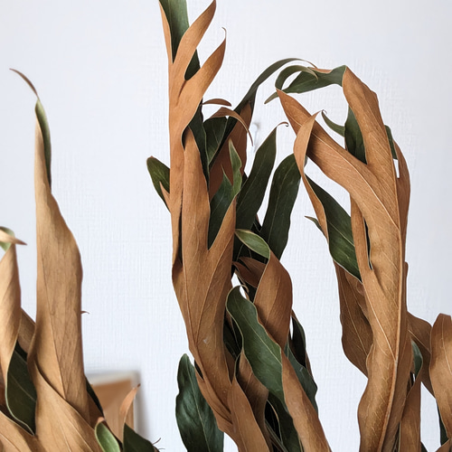 2本セット/65〜70cm程度】グレビレアゴールドドライフラワー ドライ