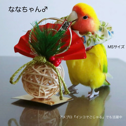 人気【トリザベスカラー】S〜Lサイズ　エリザベスカラー　インコ　鳥 8枚目の画像