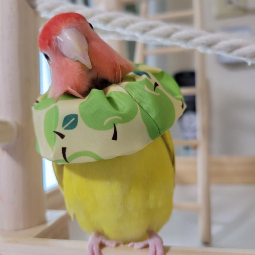 トリザベスカラー】Sサイズ エリザベスカラー インコ 鳥 リード・首輪